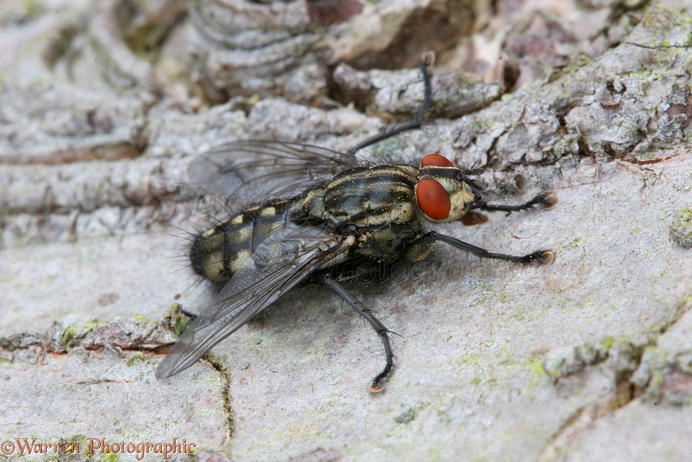 The Golden Jewel of the Marmalade Hoverfly