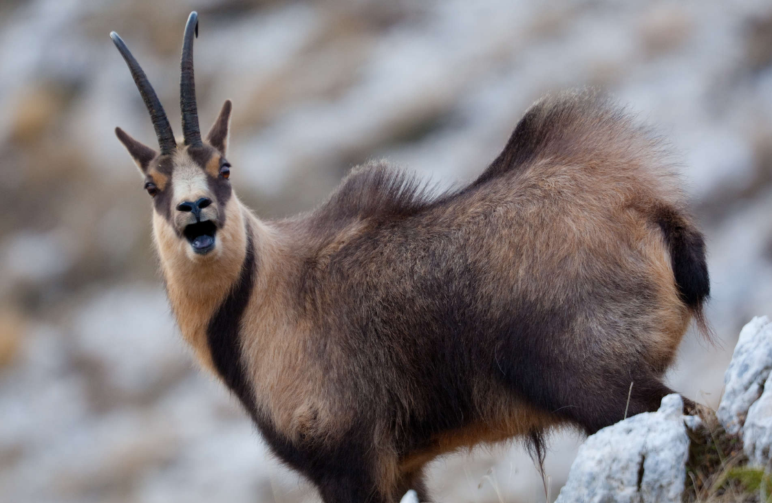 The Nimble Northern Chamois