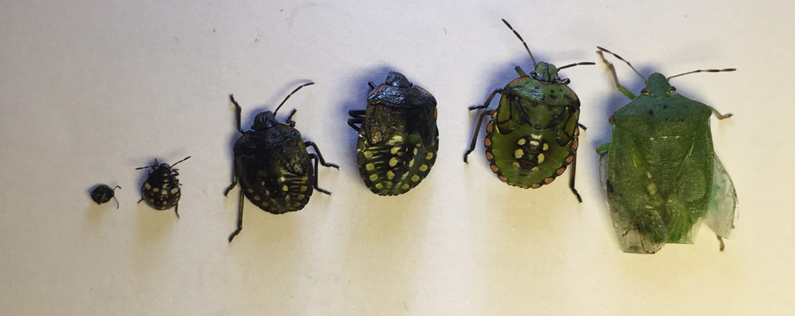 Green Shield Bug as a Garden Guest