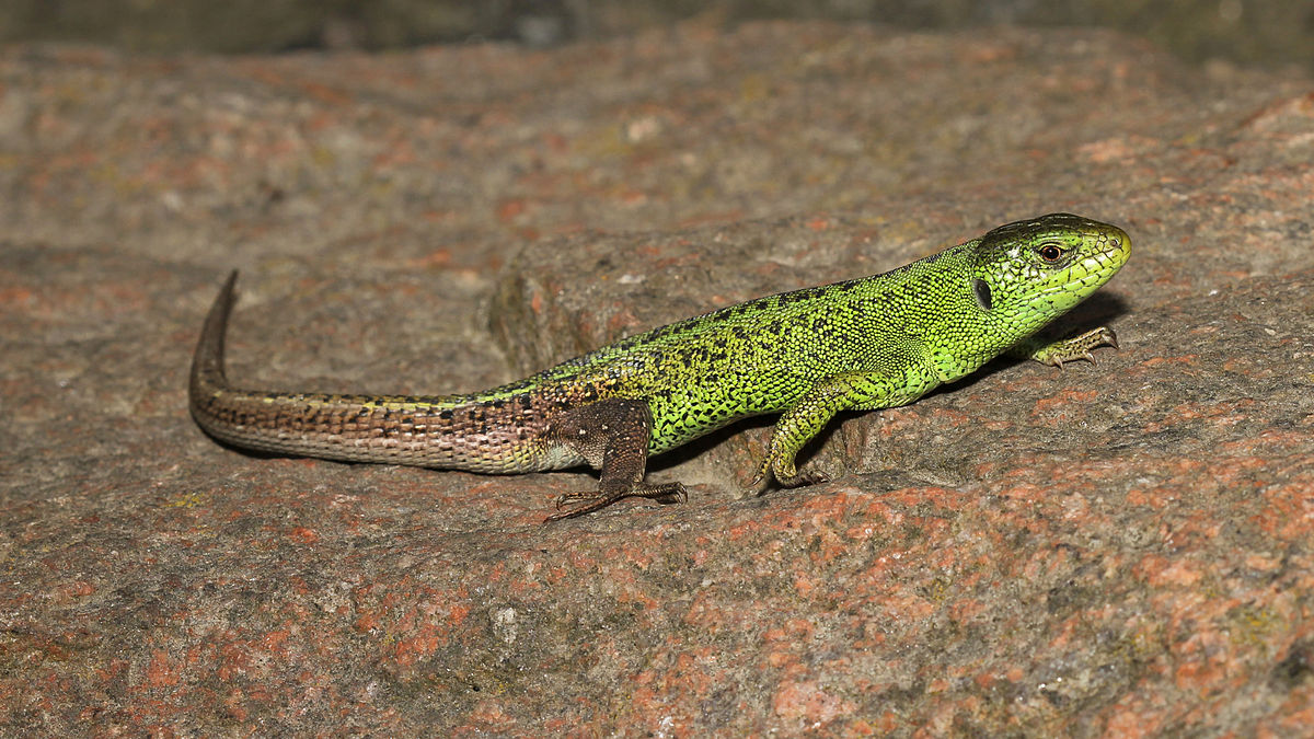 Sand Lizard — The Sandy Dweller