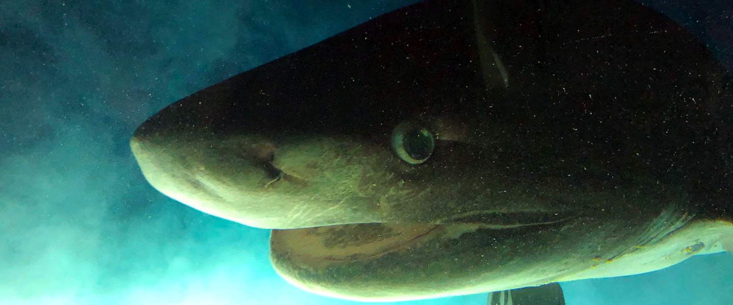 Bluntnose sixgill shark