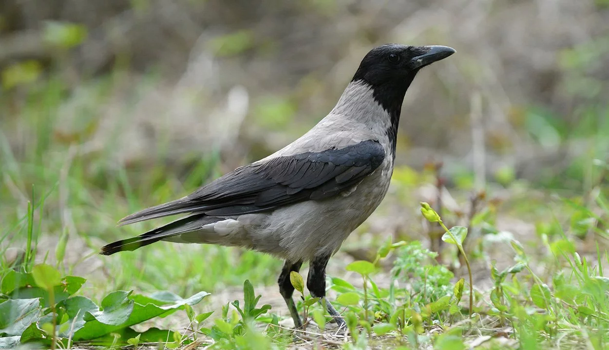 Krähe The Intelligent Corvid