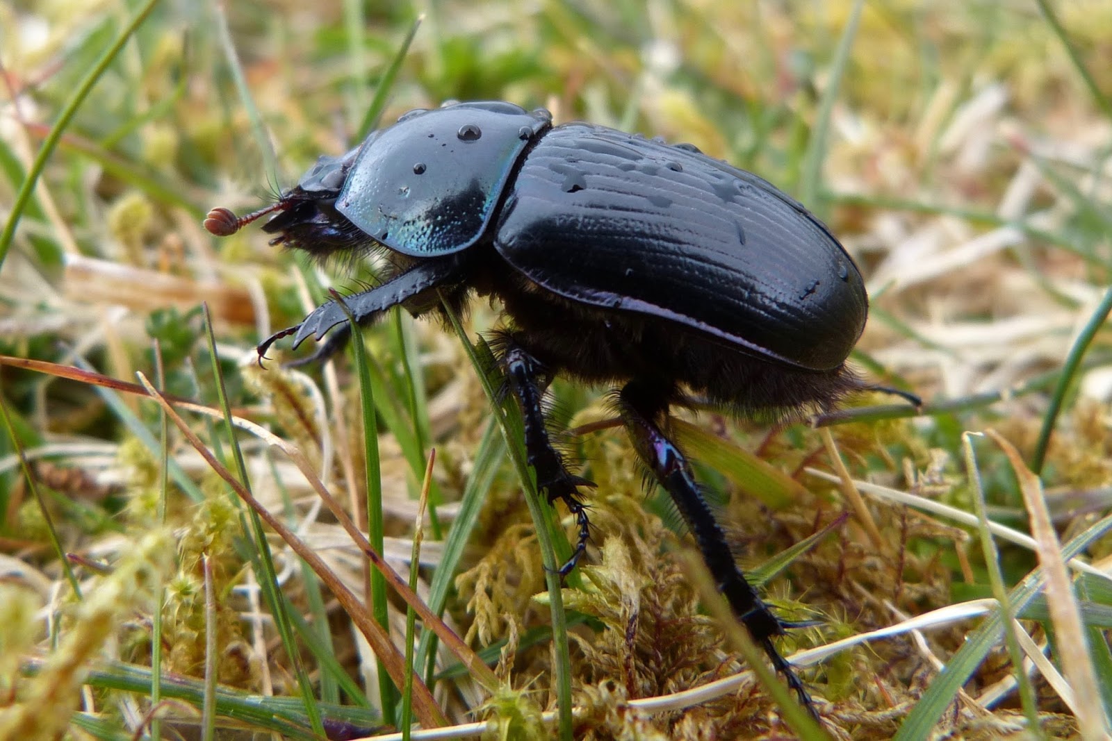 Dung Beetles Nature's Architects