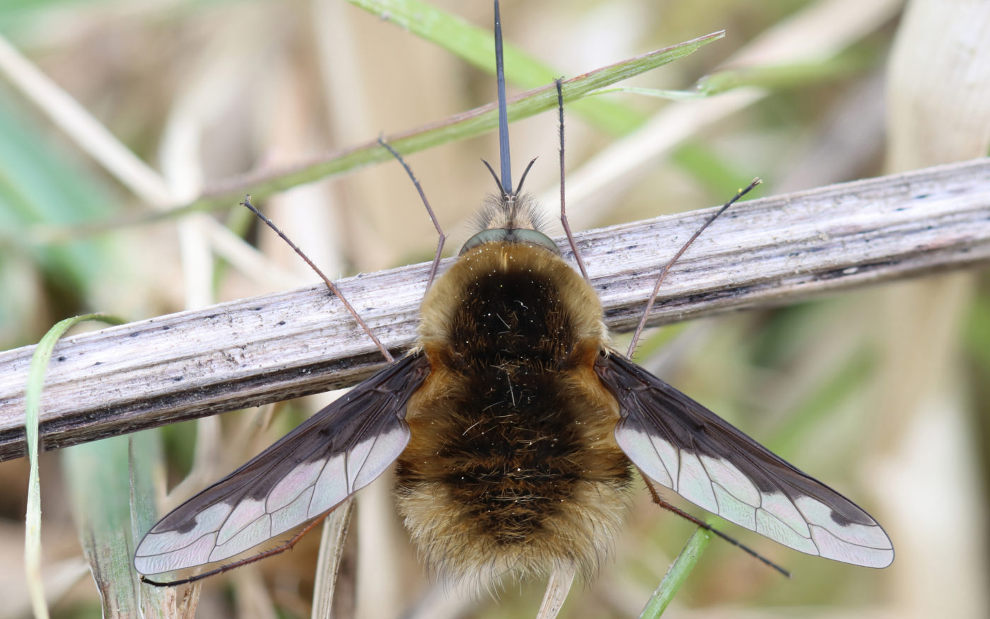 Fuzzy Mimic Dark-Edged Bee-Fly