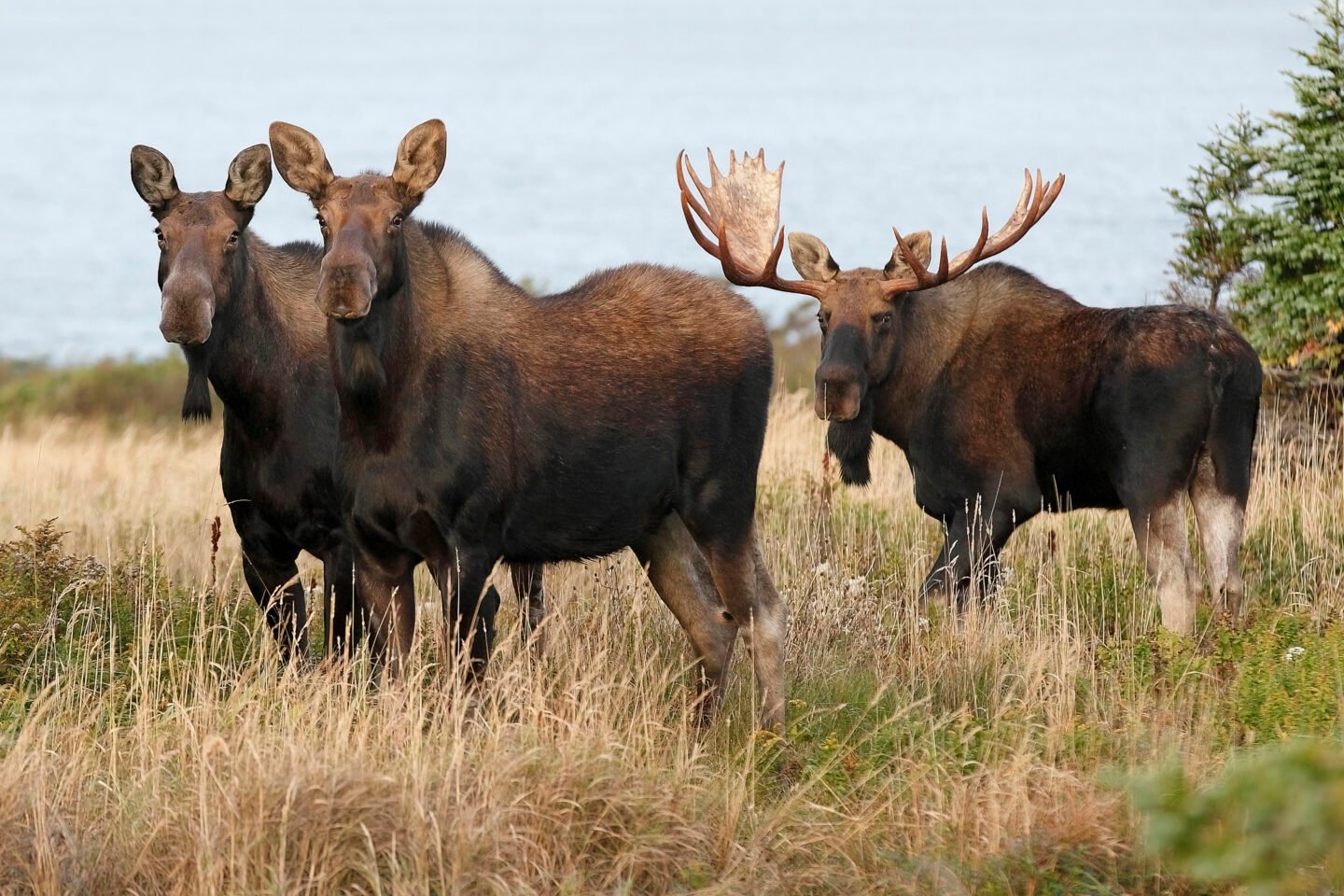 Gentle Giant The Majestic Moose