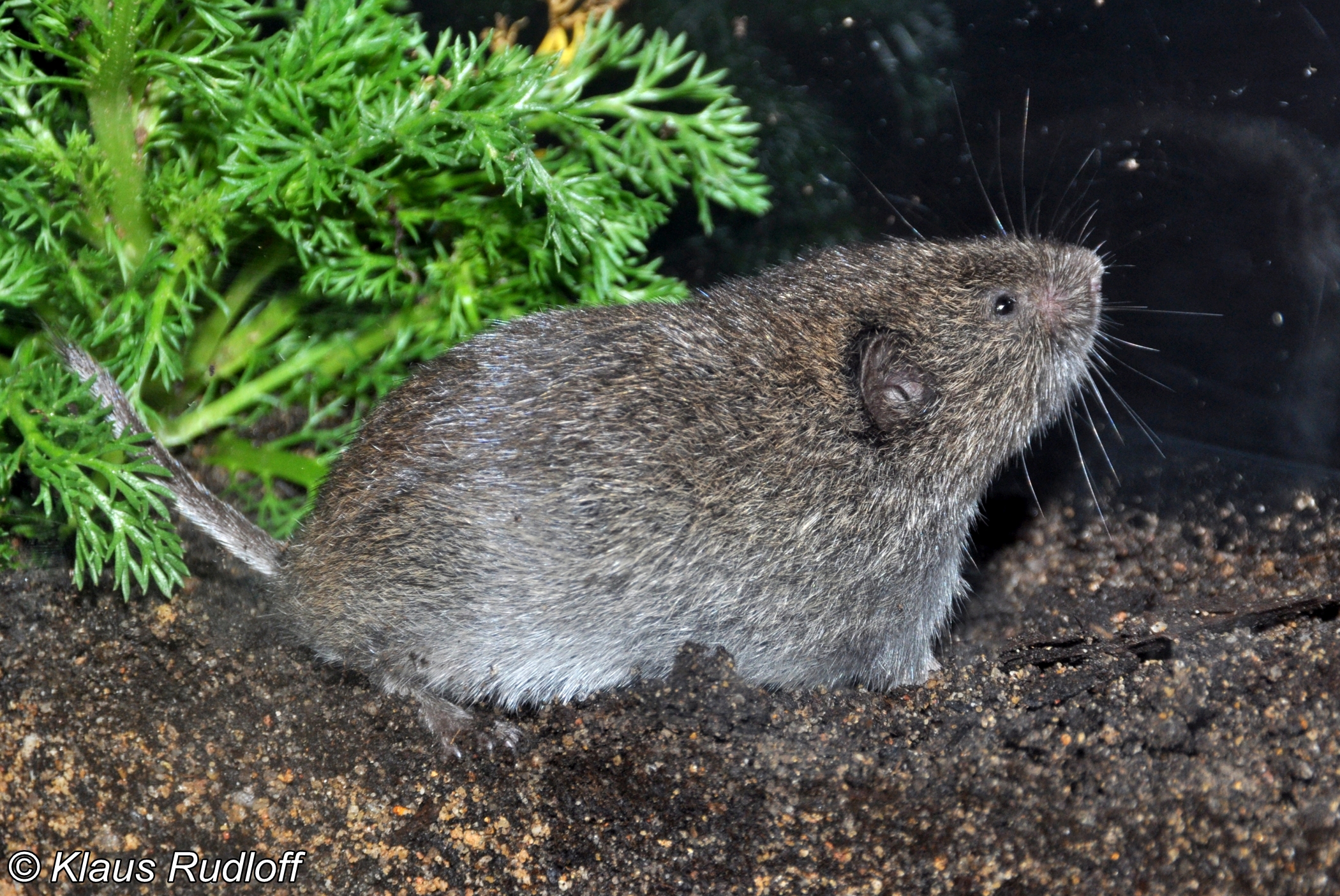 European Pine Vole