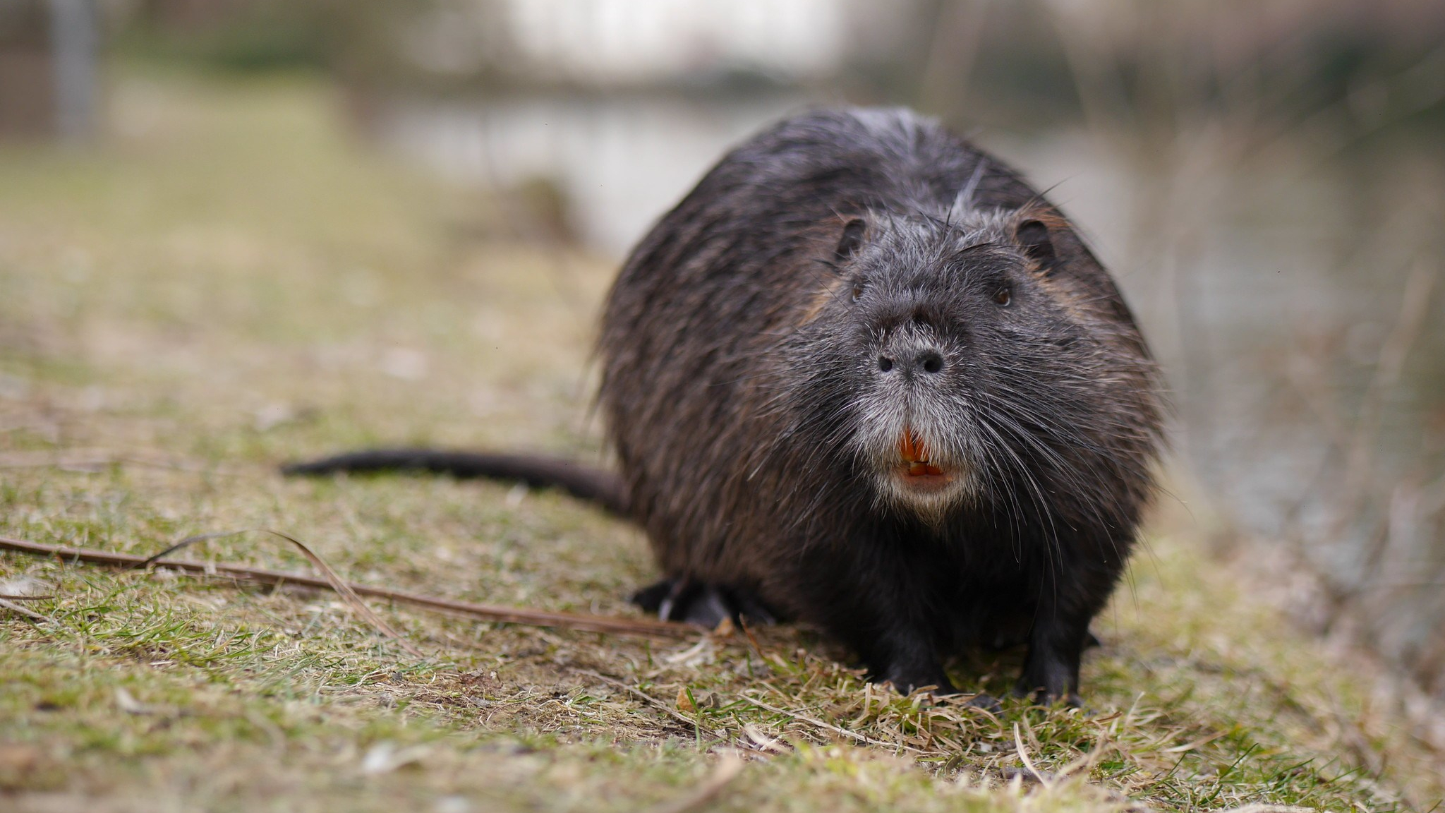 South American Intruder The Coypu