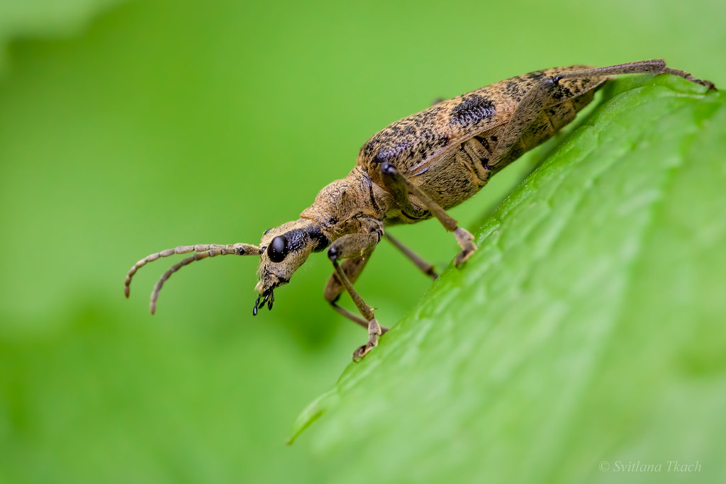 The Danger of Trees The Spotted Longhorn Beetle