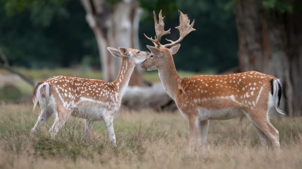 The Elegant Fallow Deer