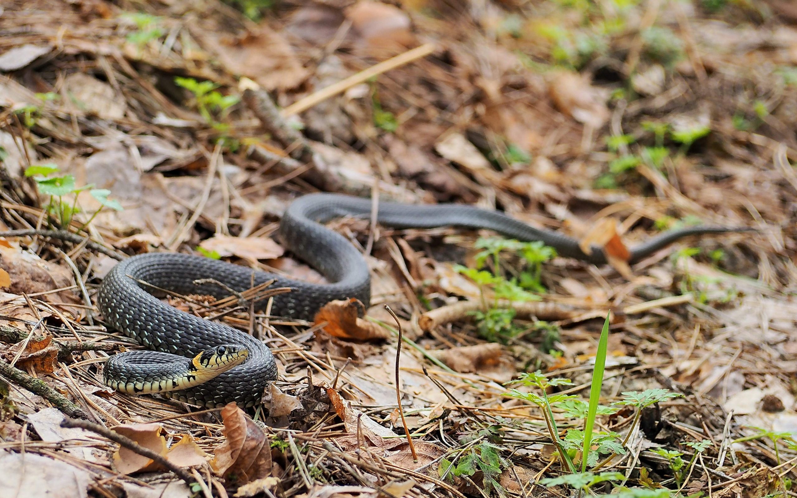 The Barred Grass Snake A Non-poisonous Predator