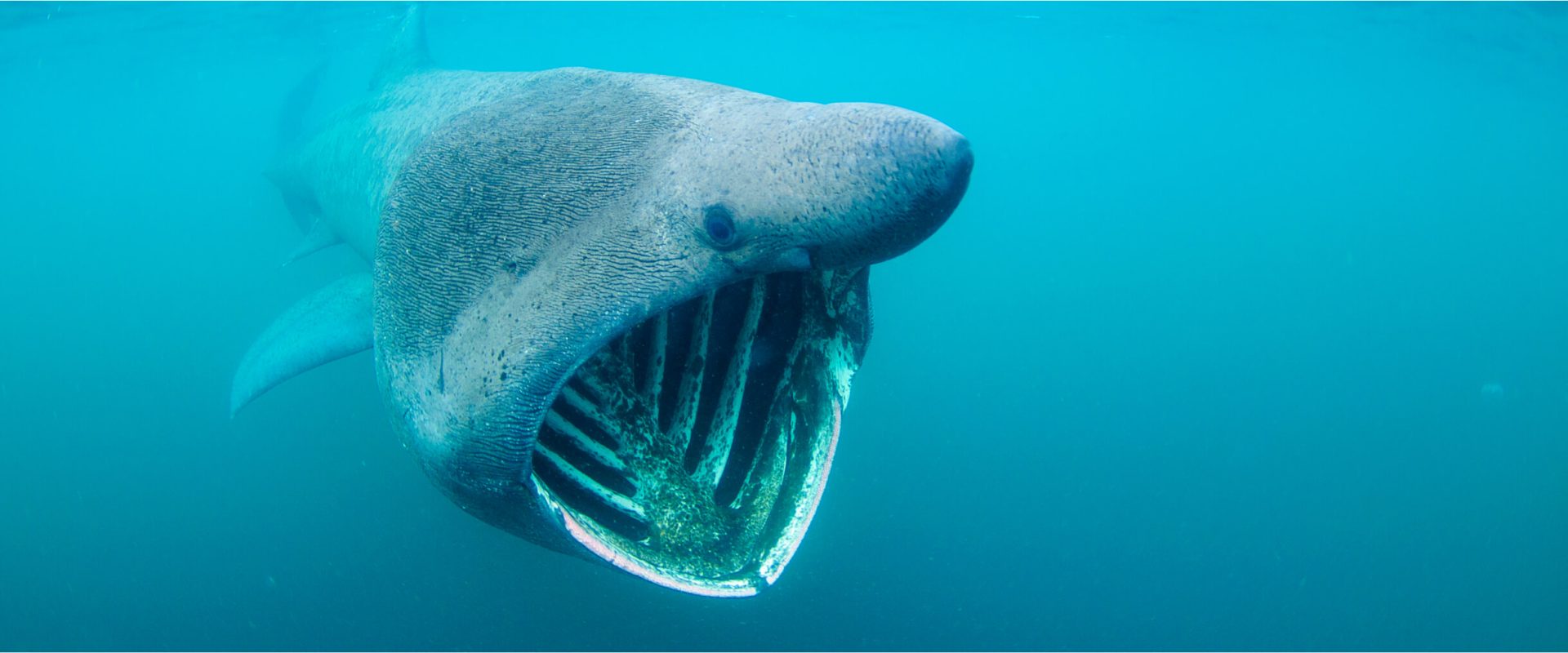 The Basking Shark the Gentle Giant of the Sea