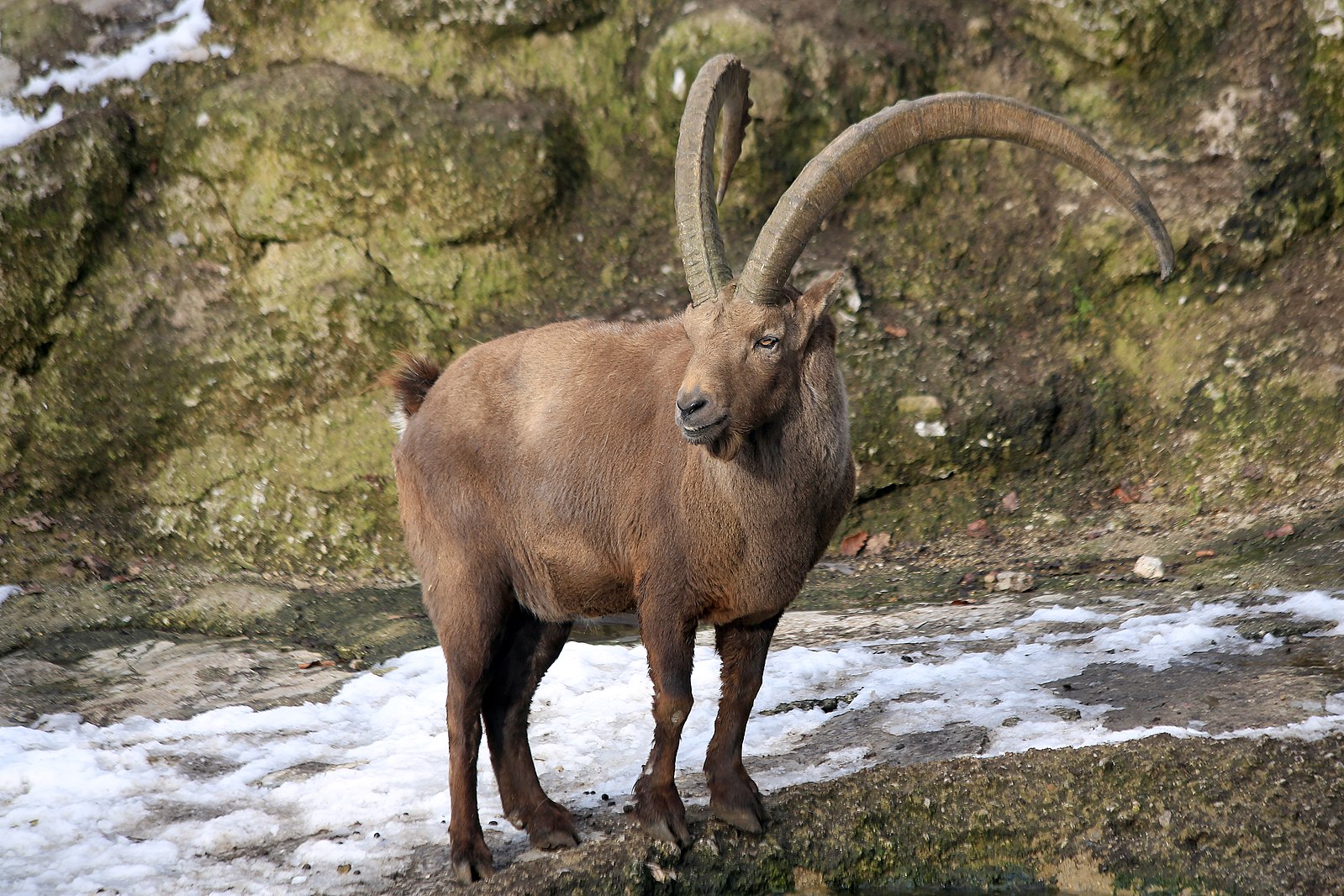 The Majestic Alpine Ibex