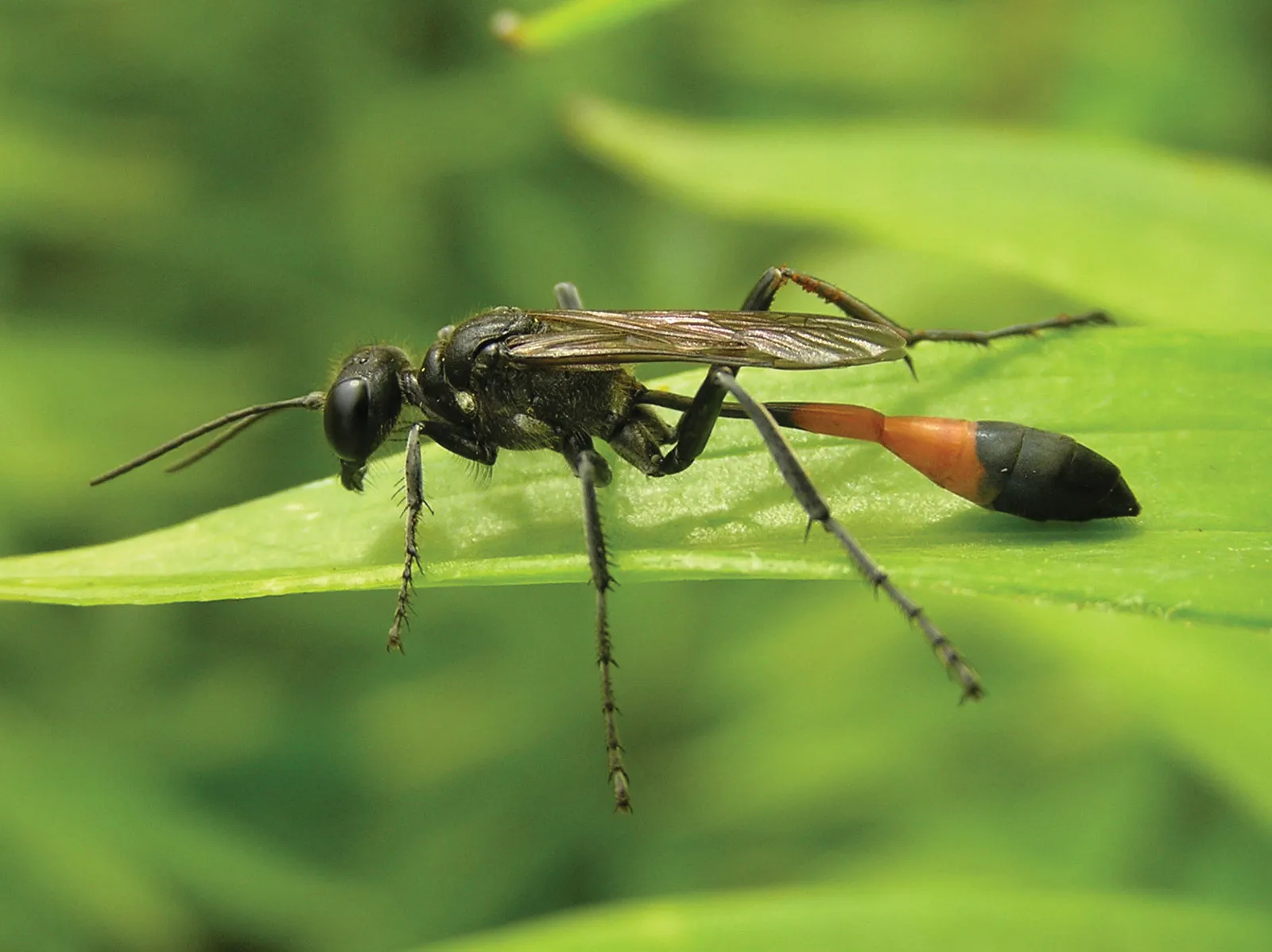 The Complexity and Diversity of Wasps