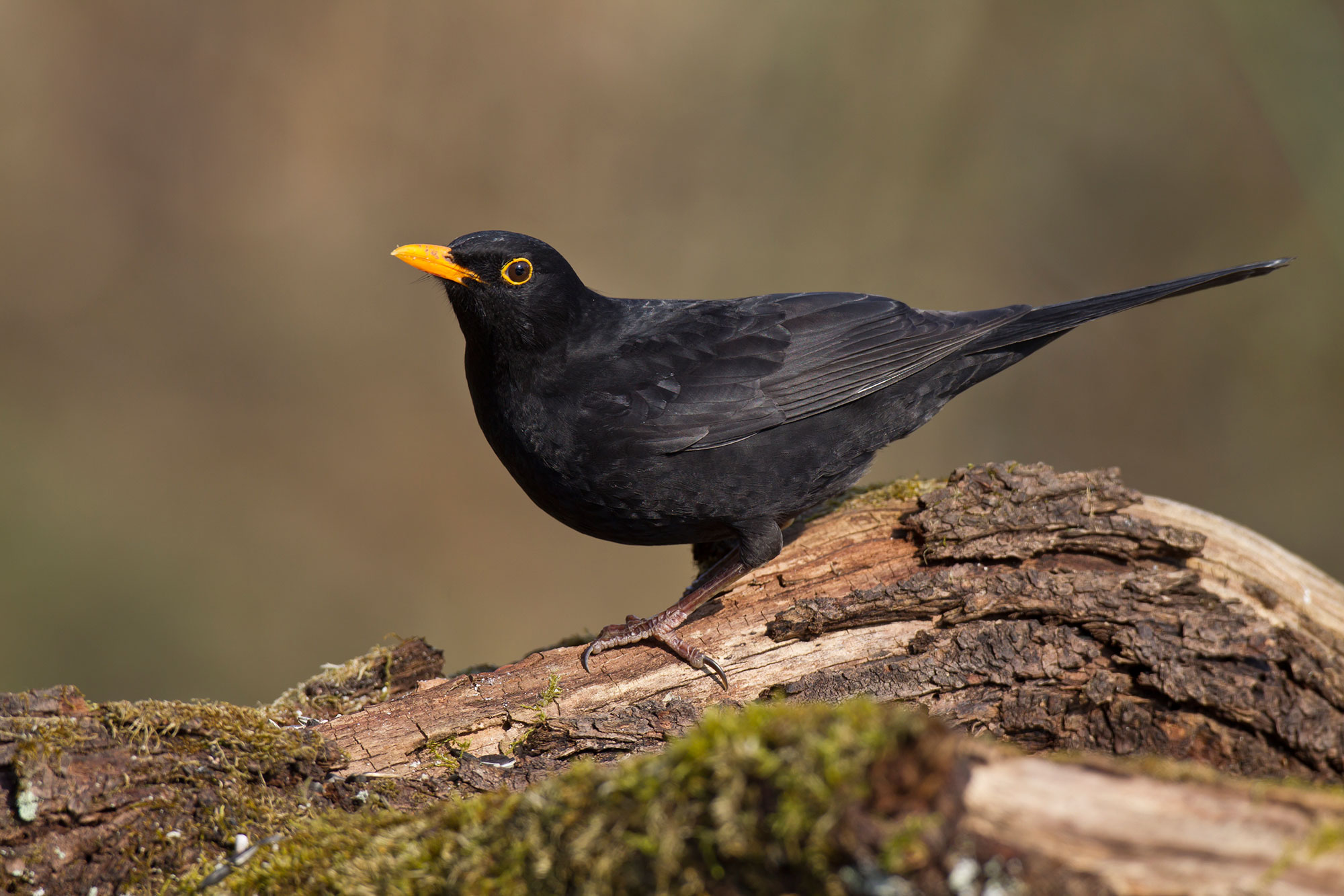 Amsel