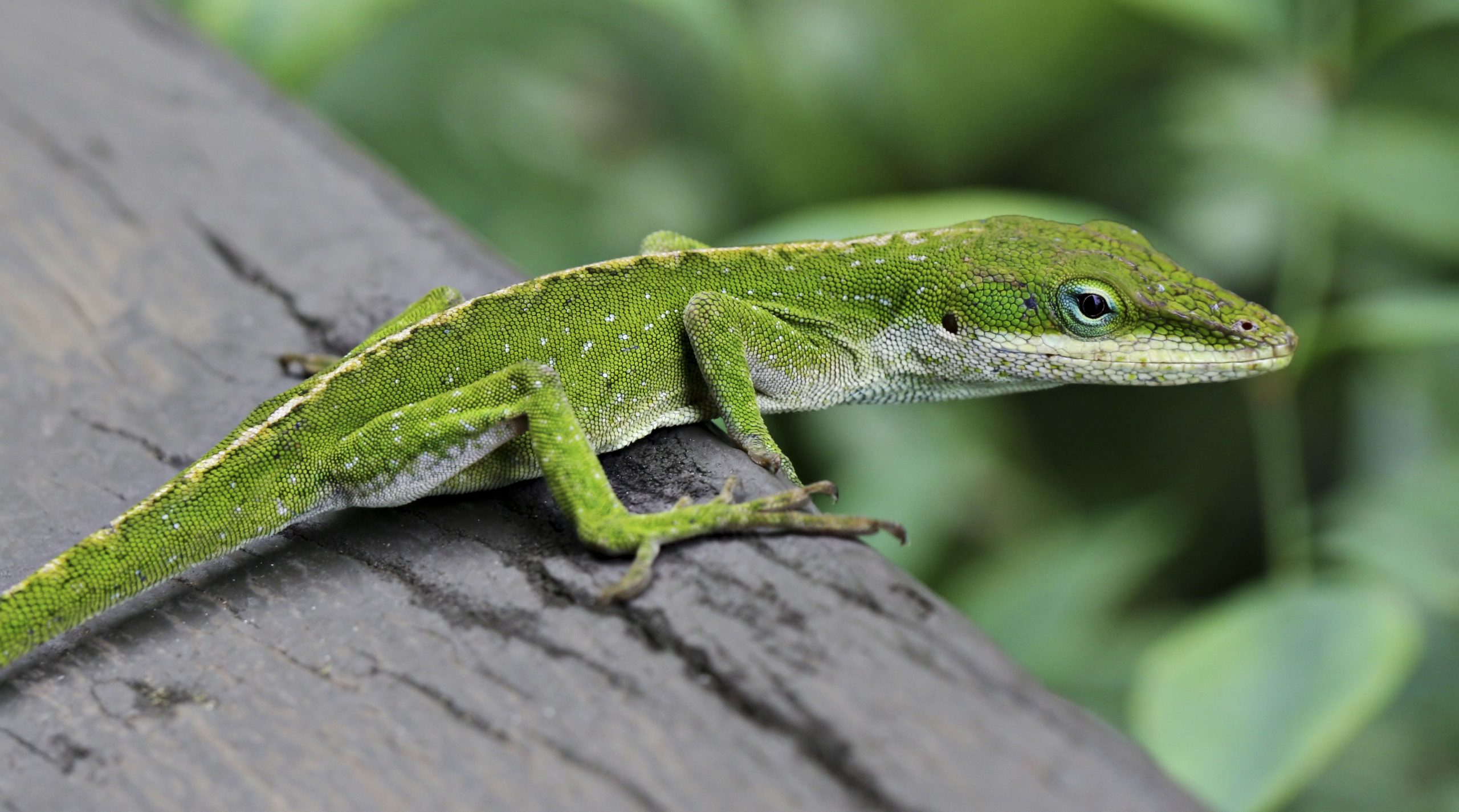 The Vibrant Green Lizard