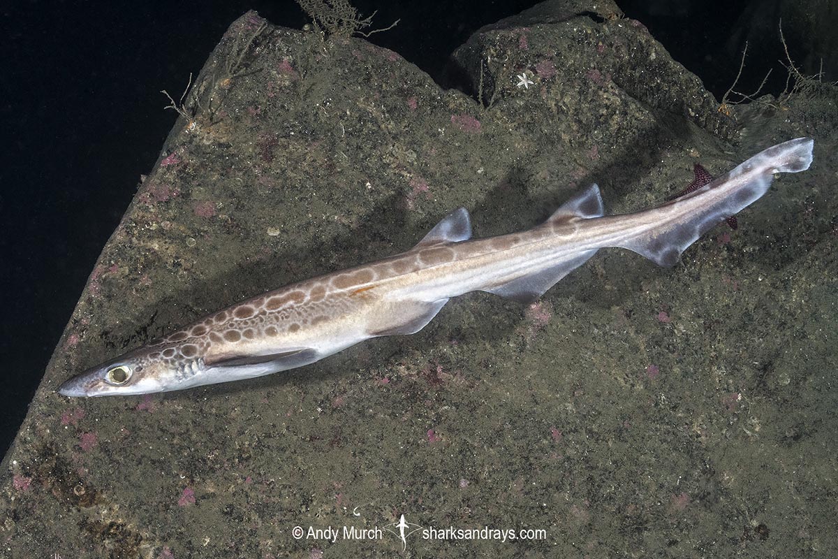 Blackmouth Catshark – An Ocean Predator in Stealth