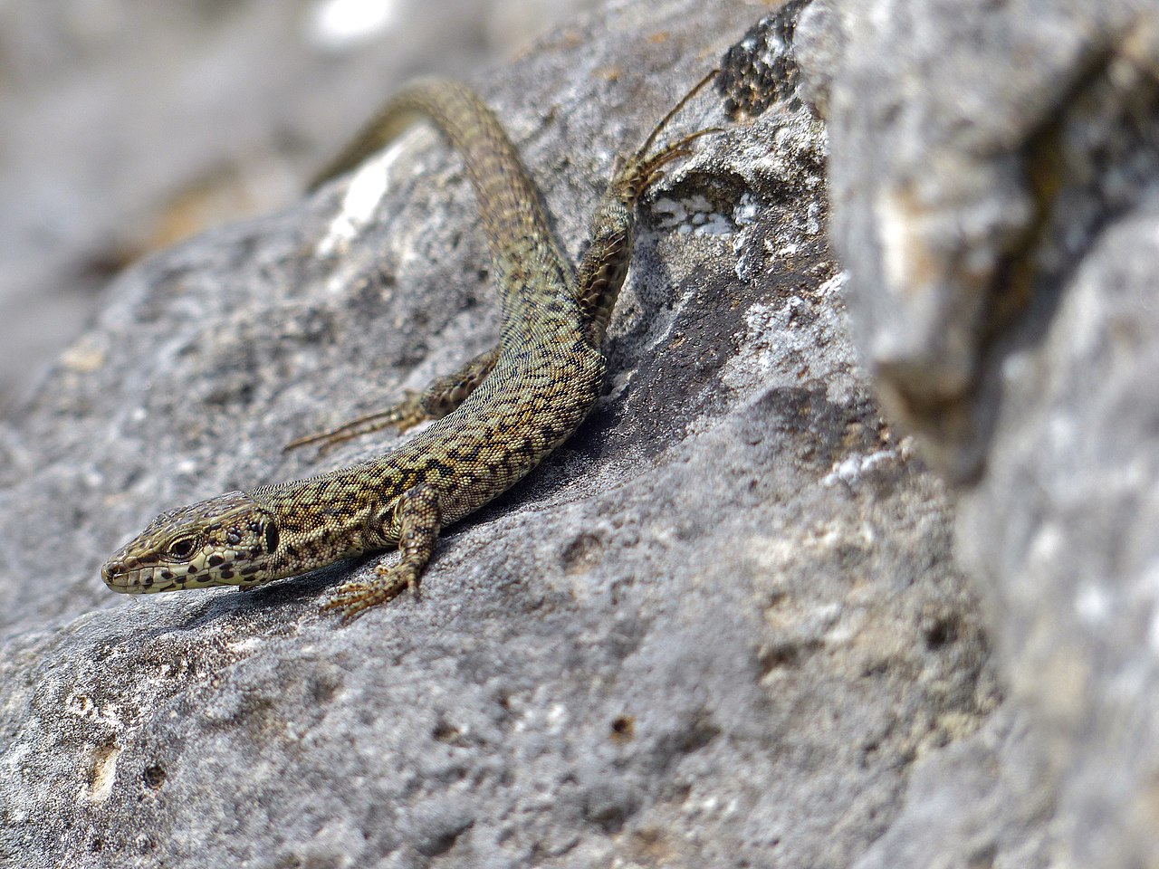 Agile Catalonian Wall Lizard