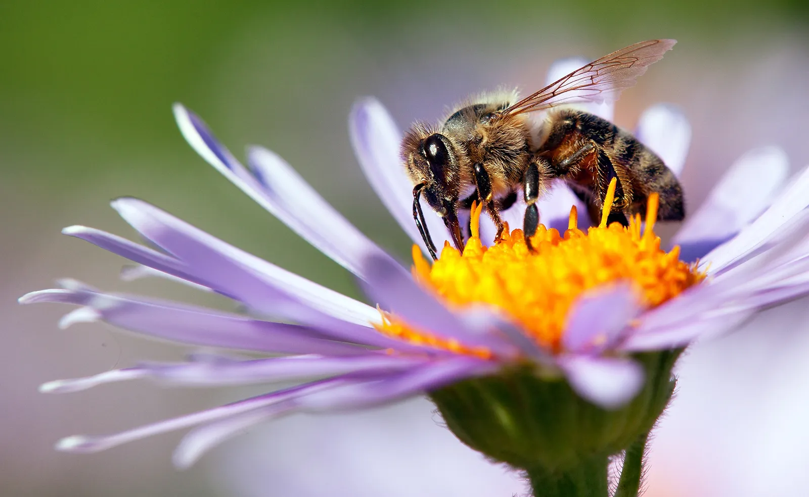 Western Honey Bee The Tireless Worker