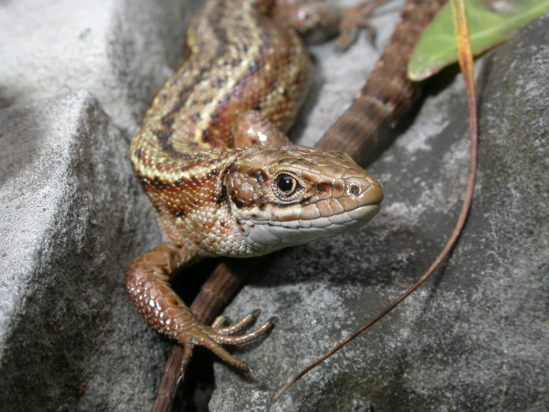 The common lizard a sun-basking reptile