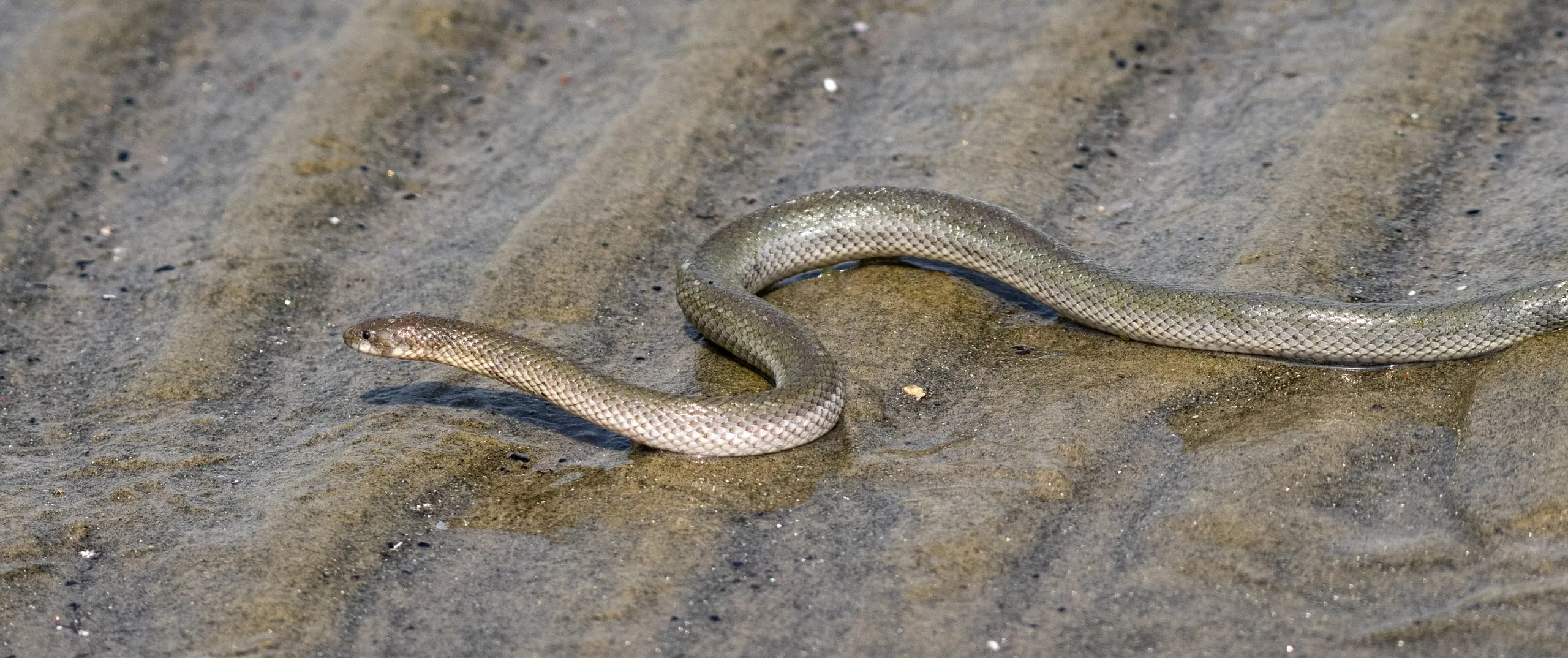 The tessellated water snake (Seshina-like)