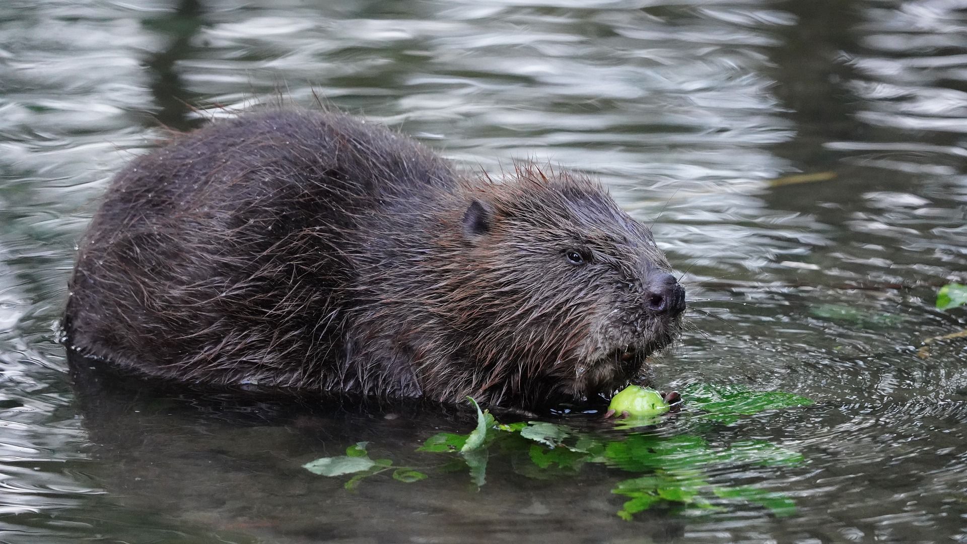 Eurasian Beaver Nature's Engineer