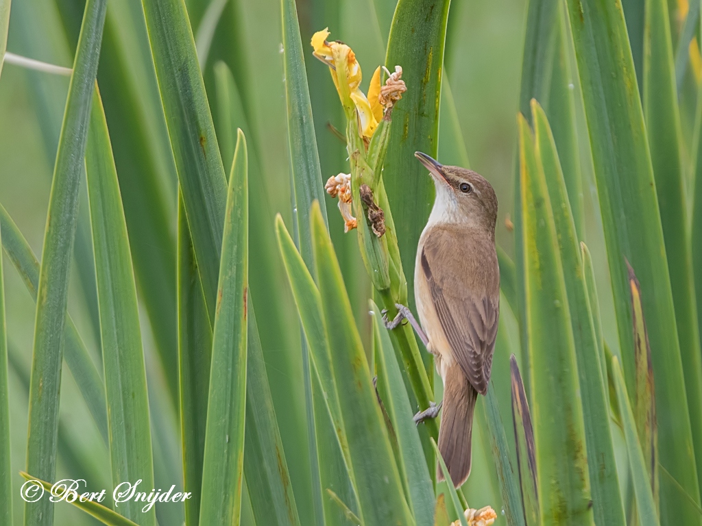 Drossel A Common Songbird