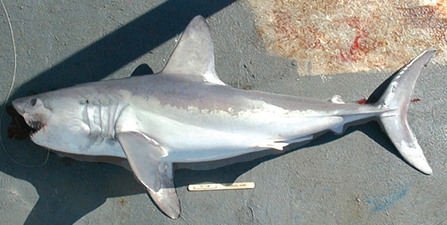 Porbeagle The Apex Predator Of Deep