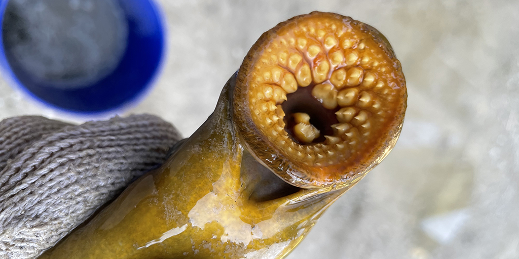 Sea Lamprey A Bloodsucker Invader