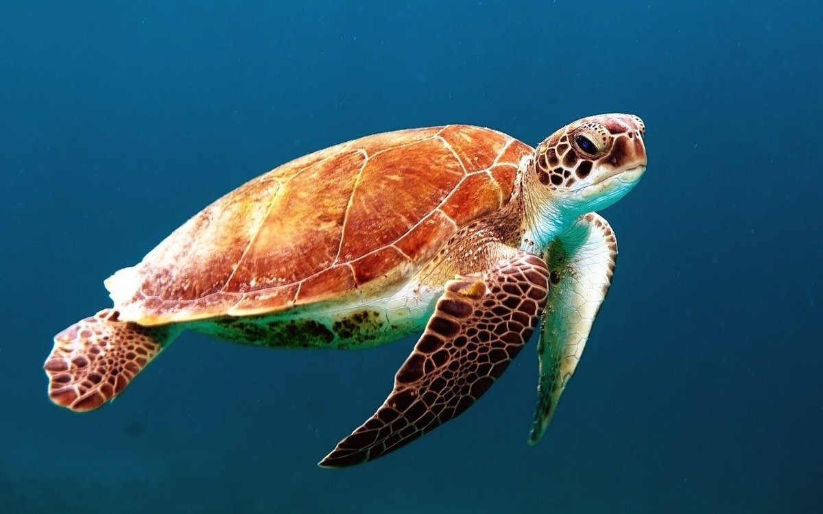 Marine Marvel The Mighty Loggerhead