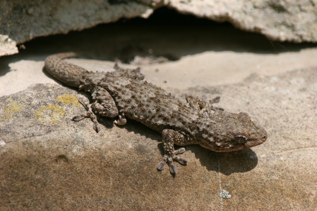 A Mediterranean Marvel Moorish Gecko