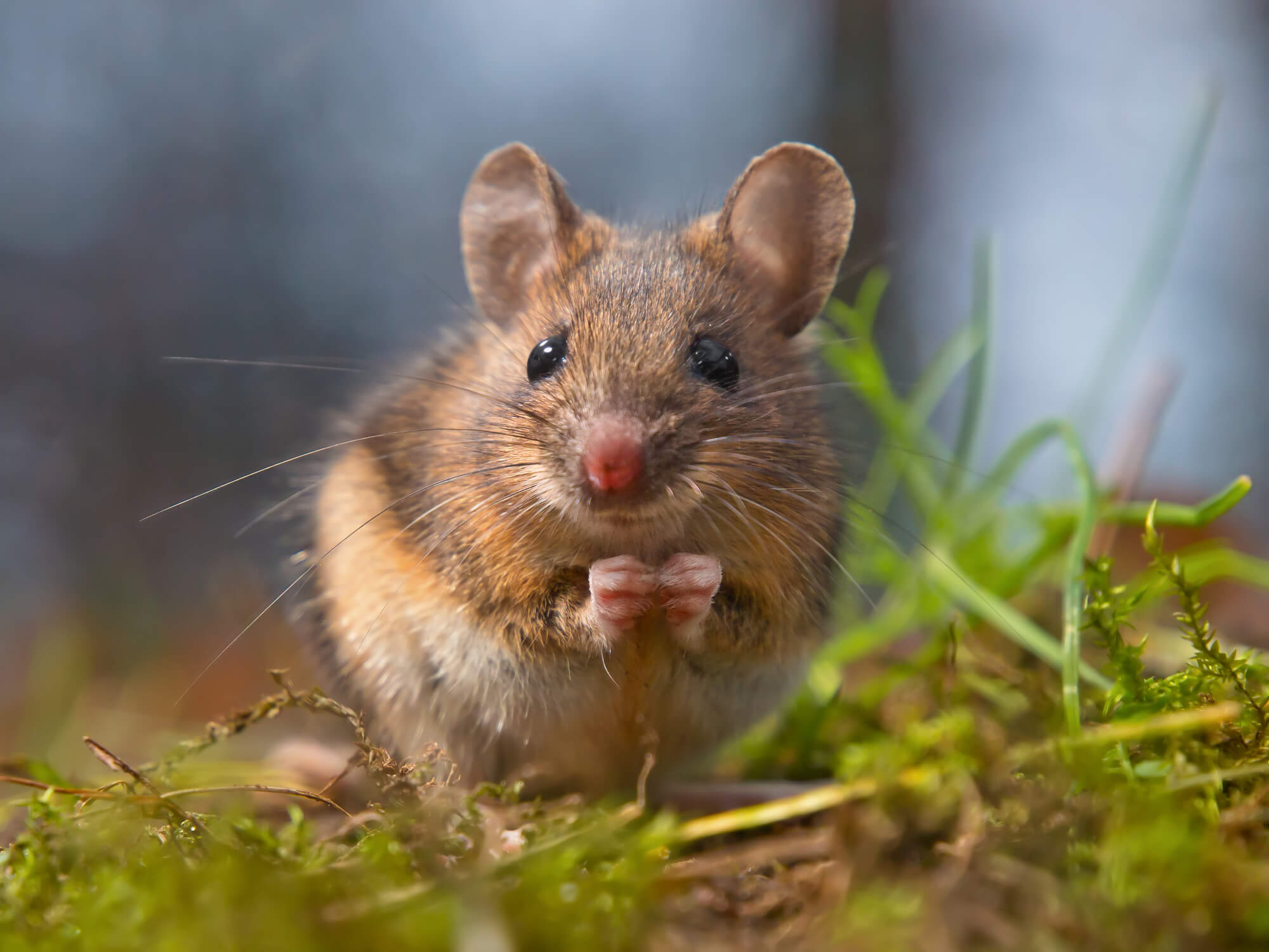 Yellow-necked Field Mouse