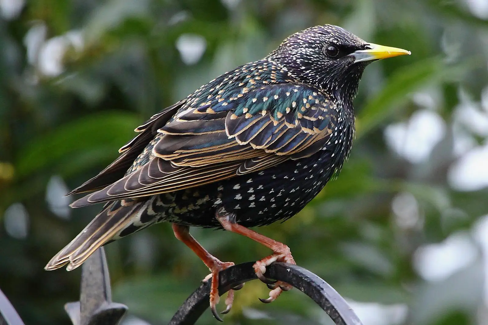 The Starling A Loudmouth Locust