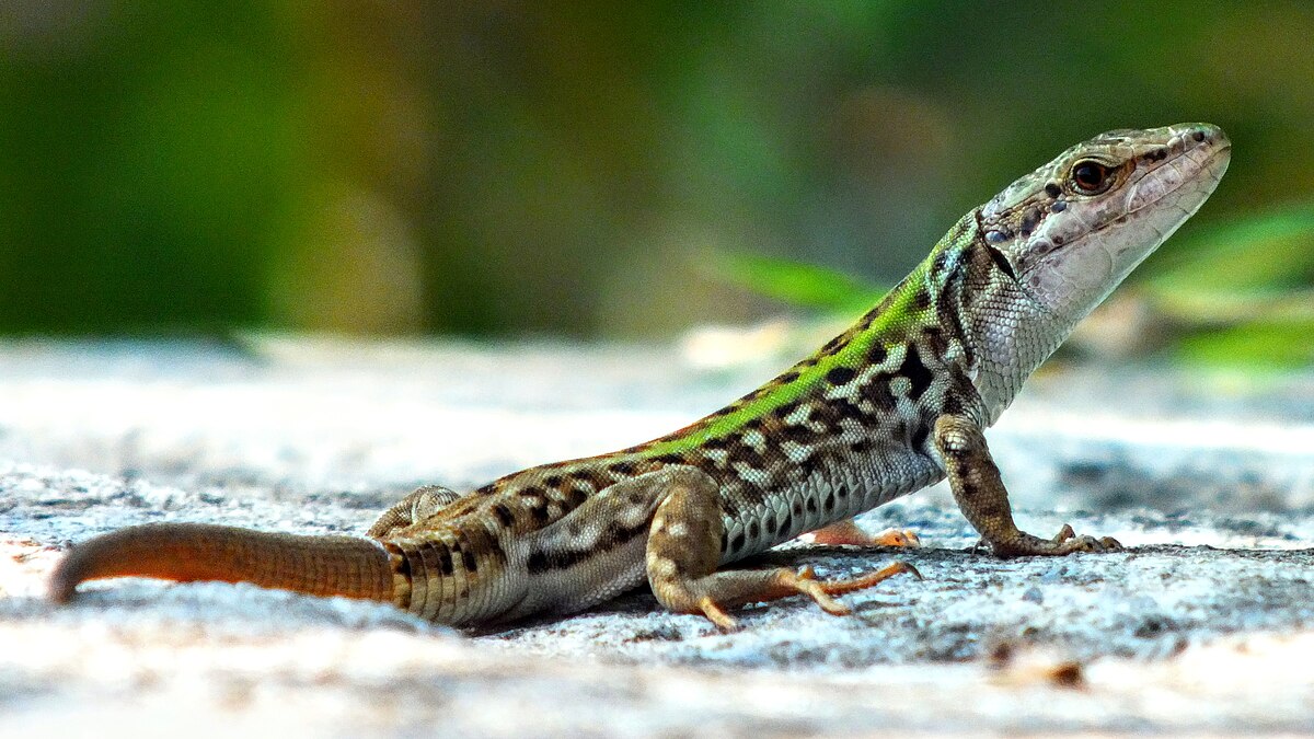 Italian Wall Lizard