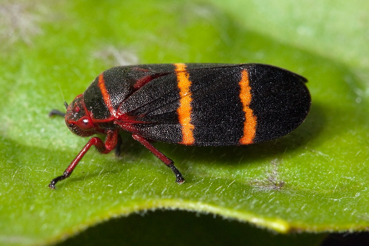 A Striped Bug Quite the Sight