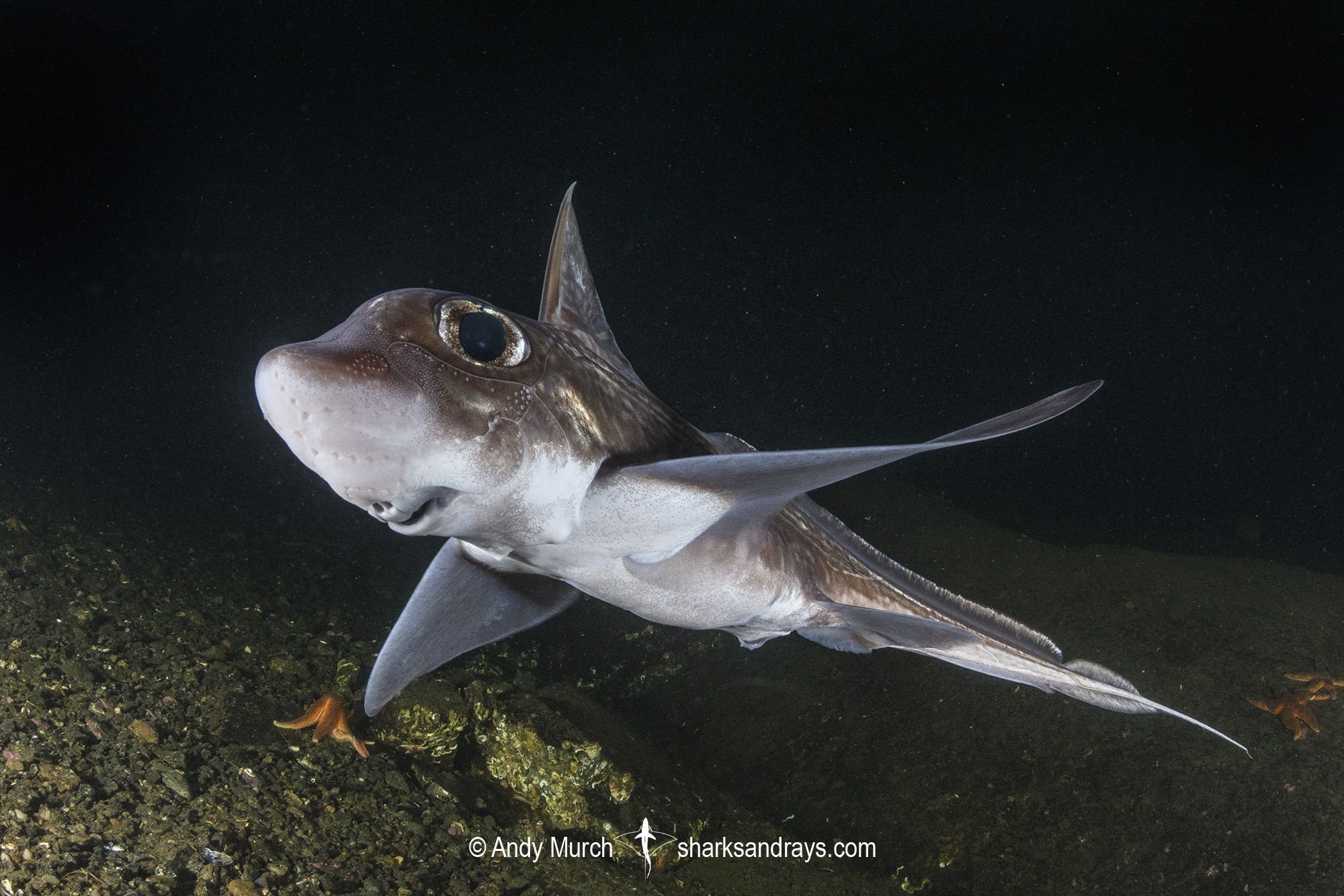 Gardeners Under the Sea The Rabbitfish