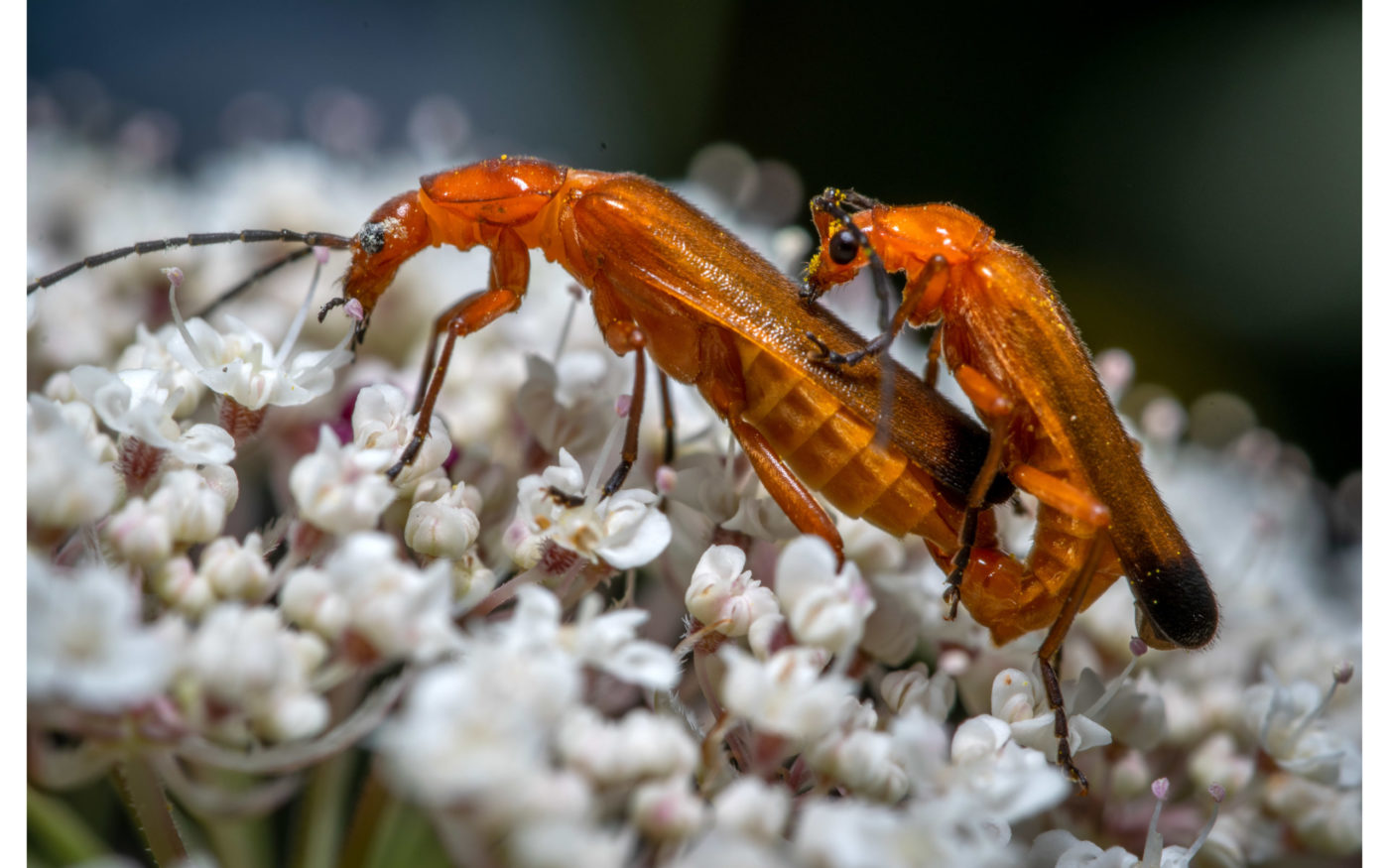 Red Soldier Beetle – Fire Flies