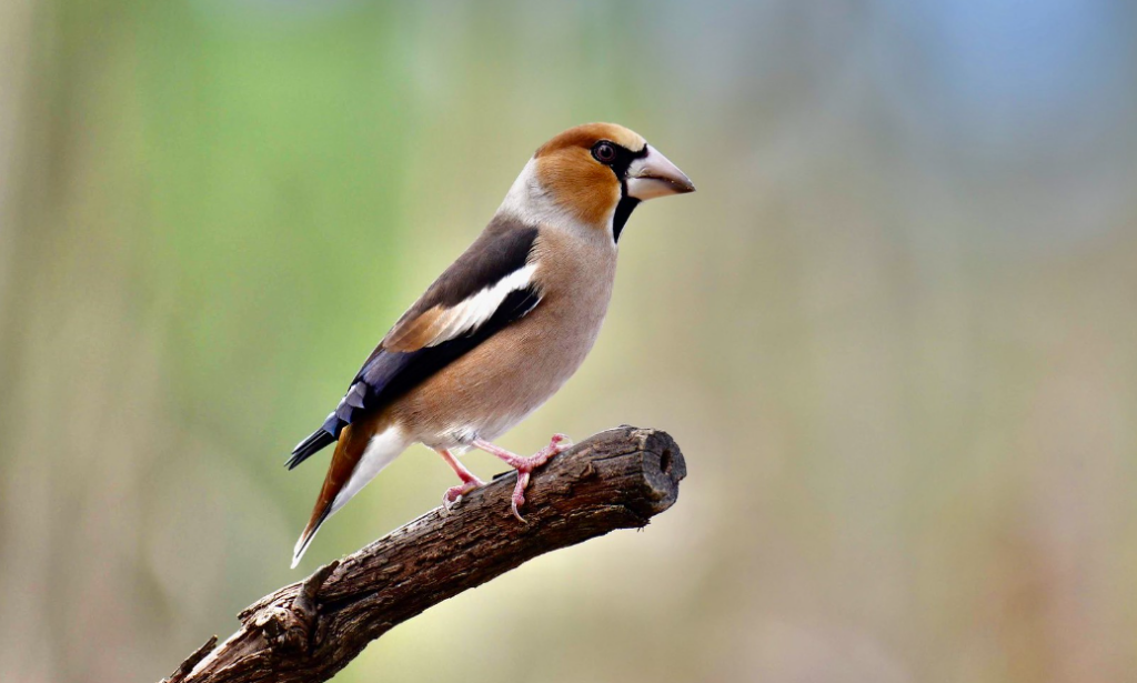 Finches Feathered Jewels