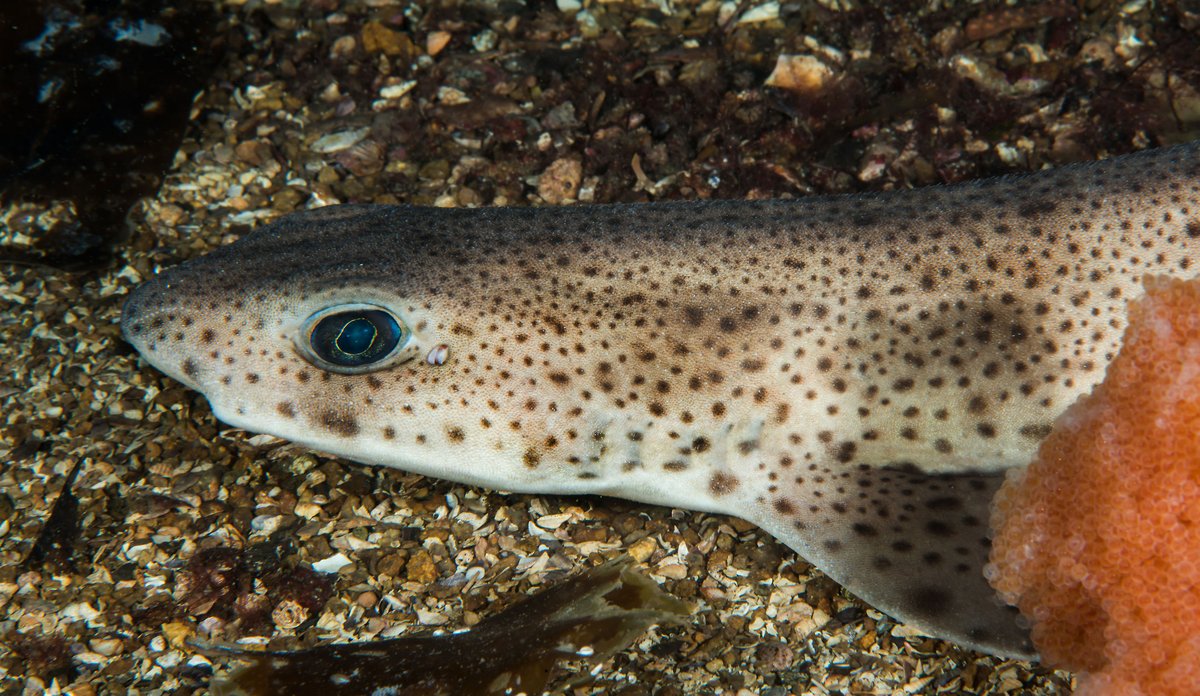 Small-spotted catshark