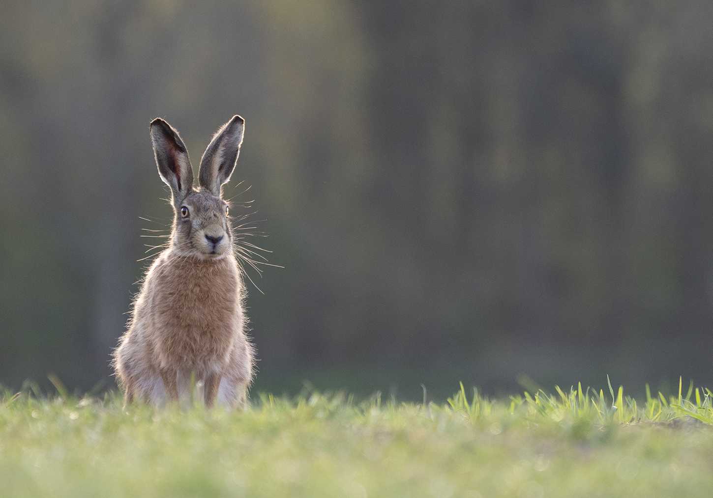 Brown hare