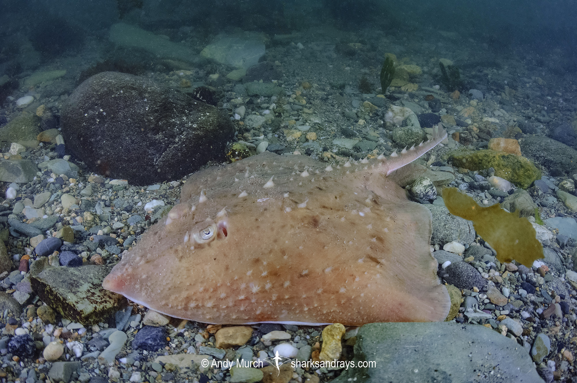 Thorny Skate Spiny Bottom Dweller