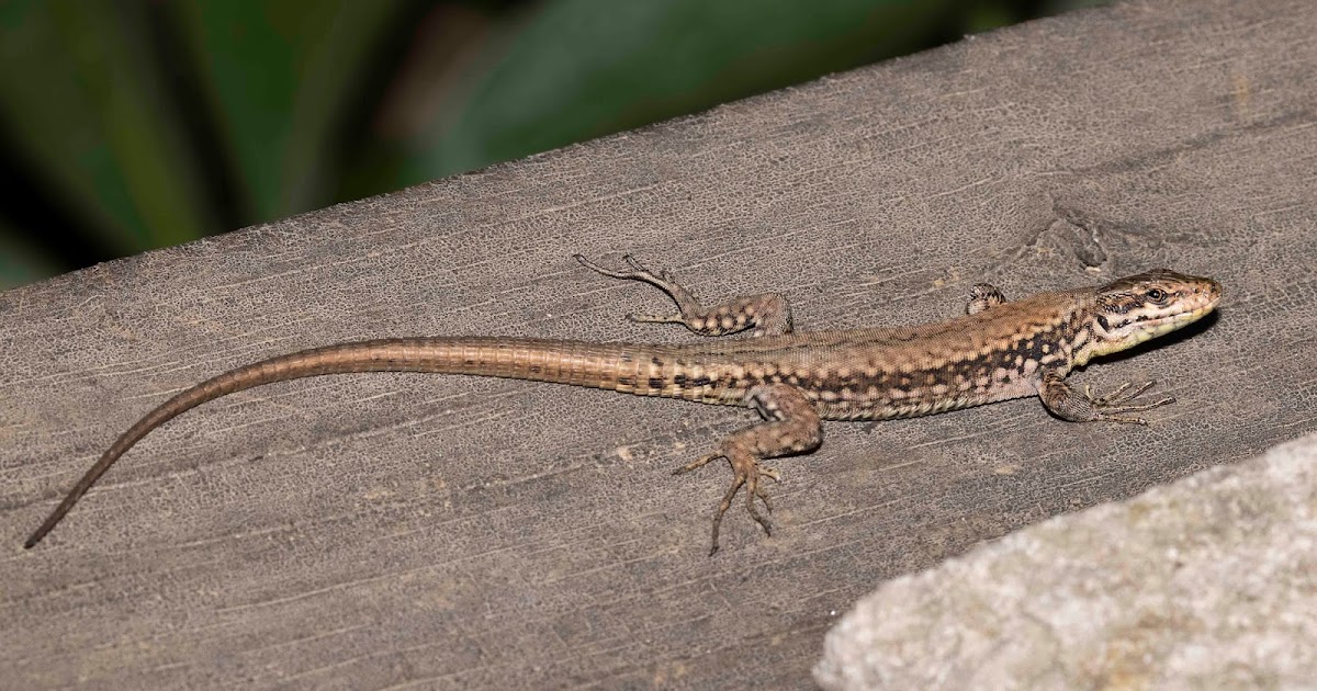 Sun-Worshiper Extraordinaire The Common Wall Lizard