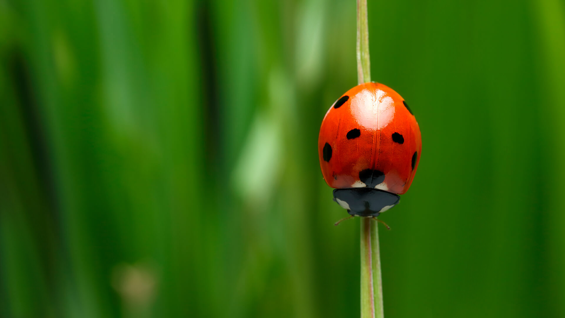 The Travelling Bug Next Door The German Ladybug A Colorful Gardener's Ally