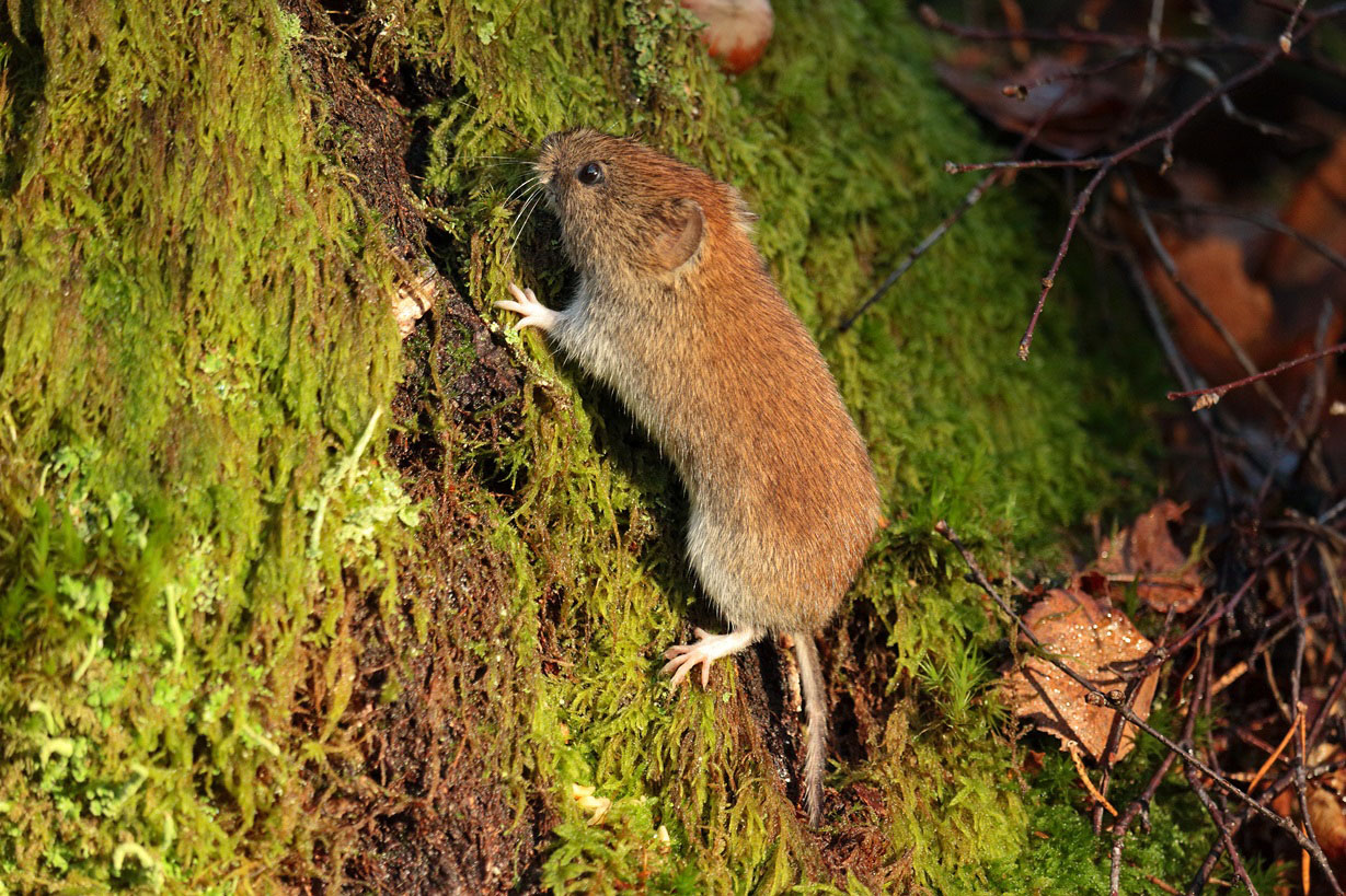 Bank Vole