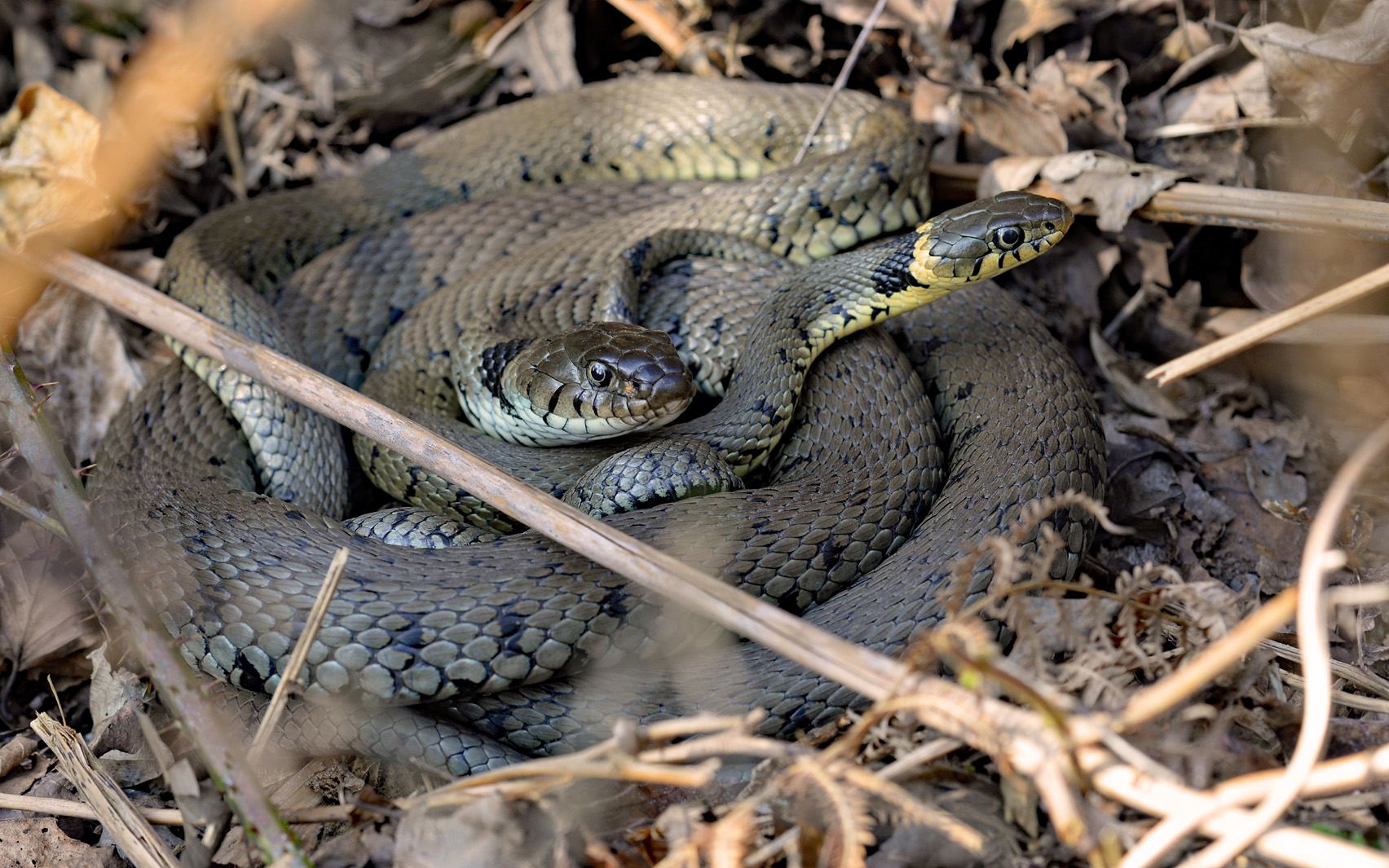 The Graceful Grass Snake