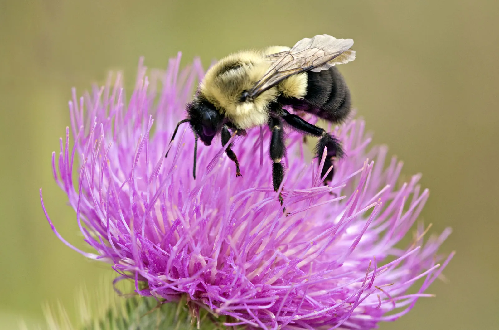 The Bumblebee A Fuzzy Friend