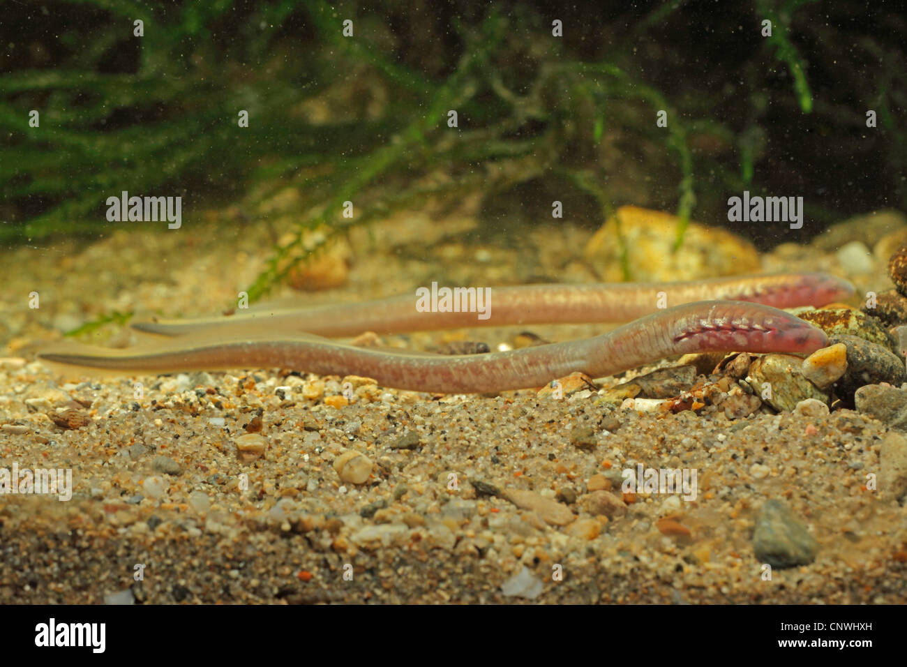 The Carpathian Brook Lamprey Dead-end Angle