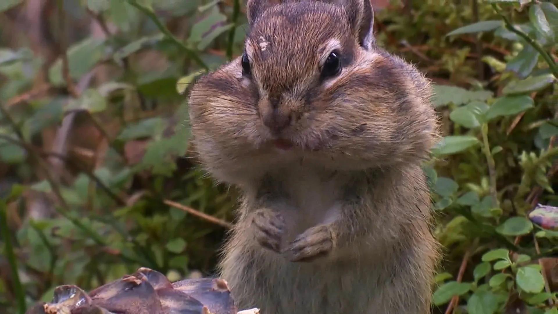 Siberian Chipmunk