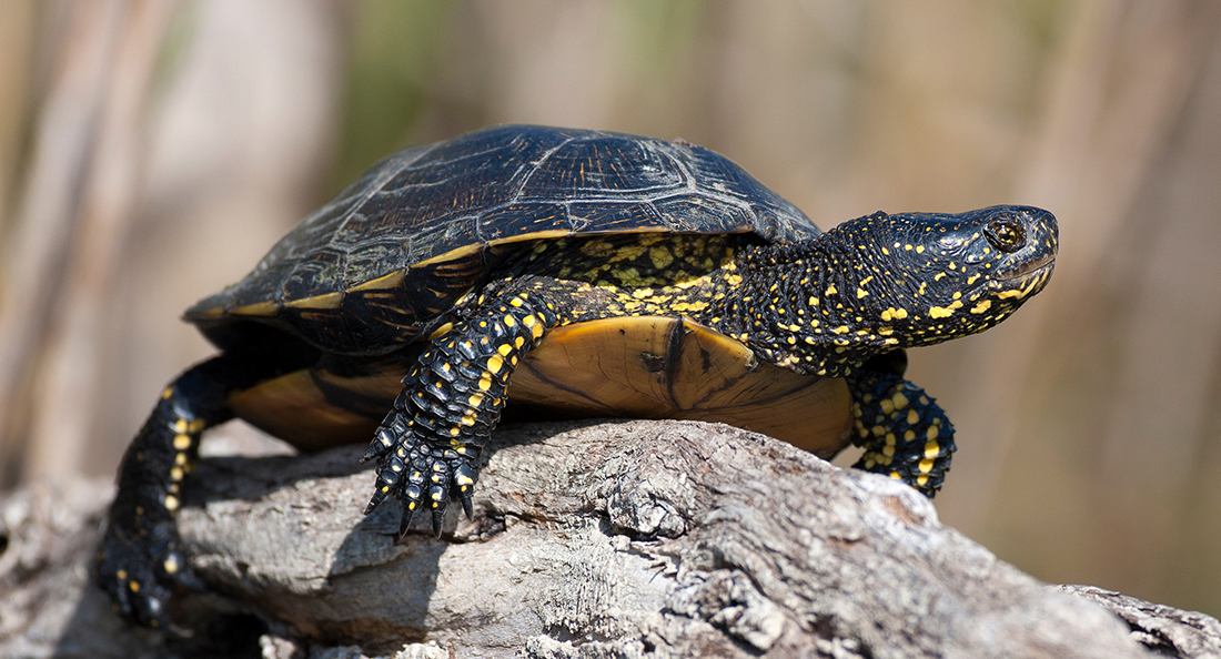 European Pond Turtle