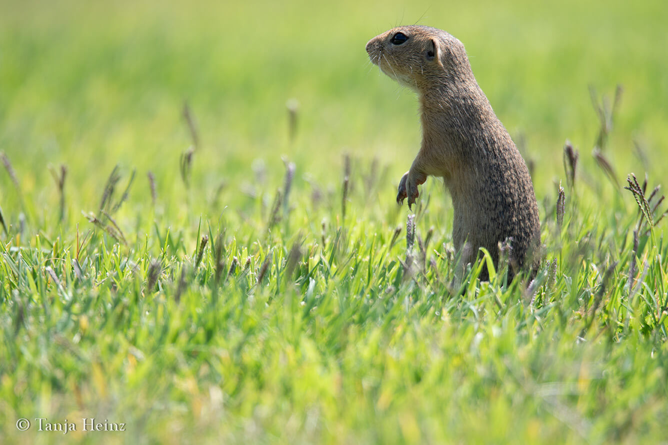 European Ground Squirrel