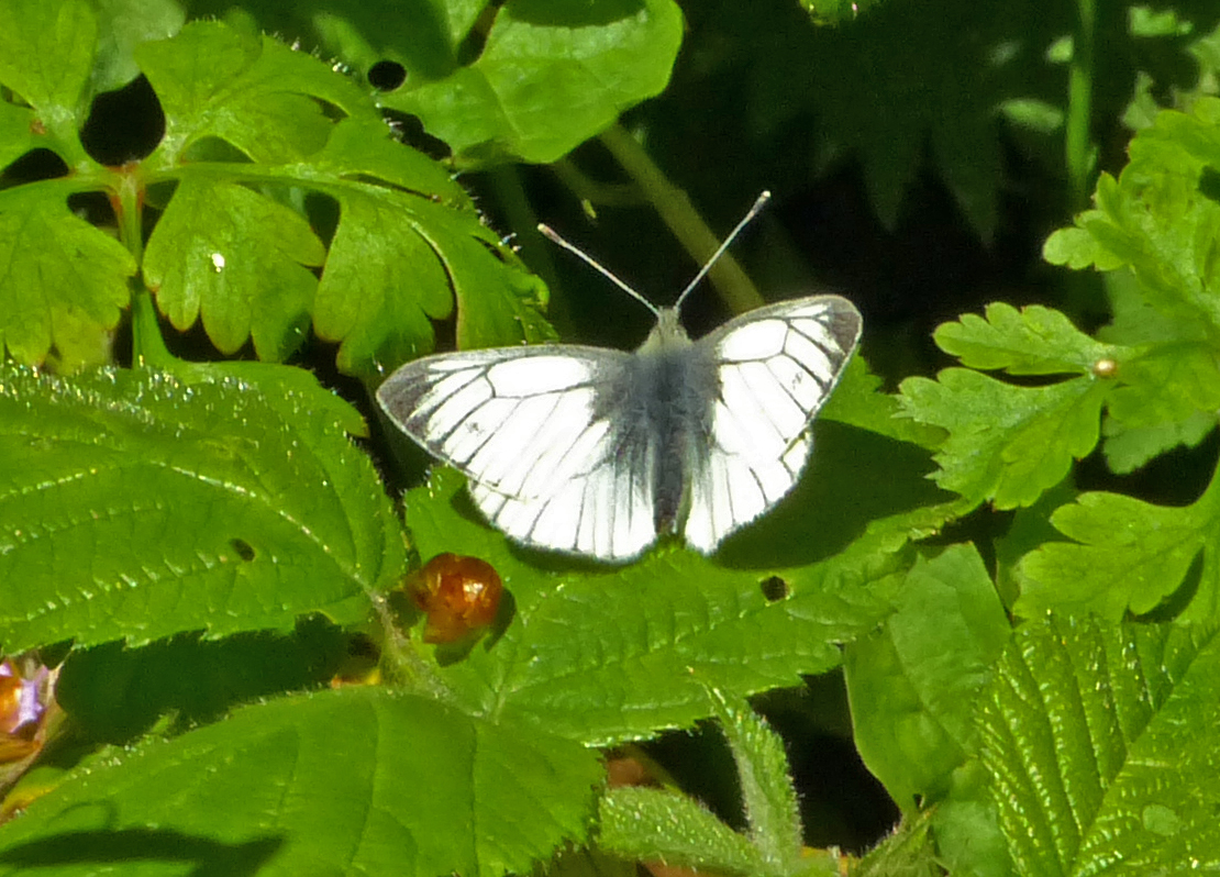 Green-veined White Near Balje,